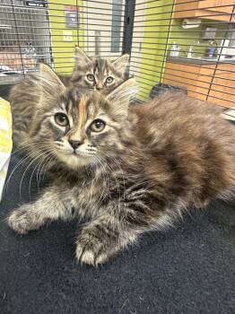 Ava (Taylor) -  Domestic Short Hair Cat for Adoption in Johnson City, Tennessee - Ava (Taylor) | PetCurious