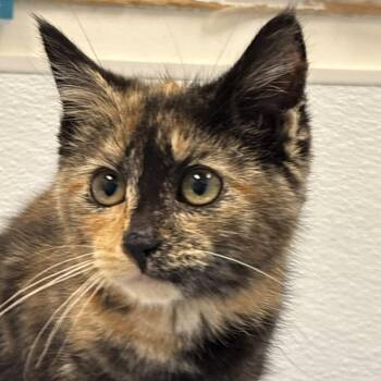 Juniper -  Domestic Short Hair Cat for Adoption in Philadelphia, Pennsylvania - Juniper | PetCurious