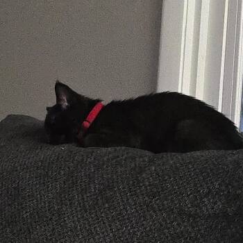 Doo C70750 -  Domestic Short Hair Cat for Adoption in Minnetonka, Minnesota - Doo C70750 | PetCurious