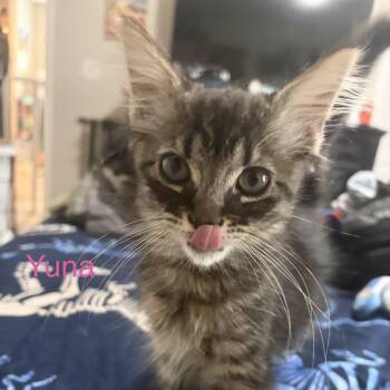 Yuna -  Domestic Long Hair Cat for Adoption - Yuna | PetCurious