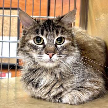 Domestic Medium Hair Cats Available for Adoption in Sonora, California - Katie | PetCurious
