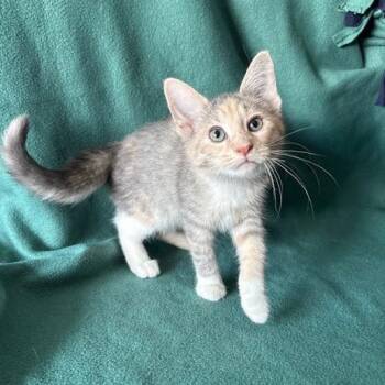 Rune -  Domestic Short Hair Cat for Adoption in Waterloo, Iowa - Rune | PetCurious