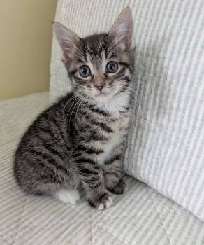 Shaila -  American Shorthair Cat Available for Adoption in Rochester, New York - Shaila | PetCurious