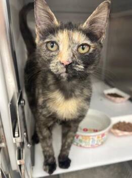 Domestic Short Hair Cats Available for Adoption - Lisa | PetCurious