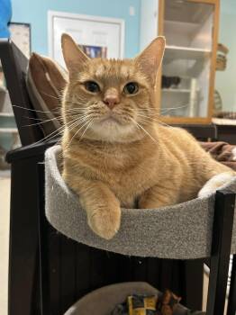 Rescue Domestic Short Hair Cats for Adoption in Morgantown, West Virginia - Houdini | PetCurious