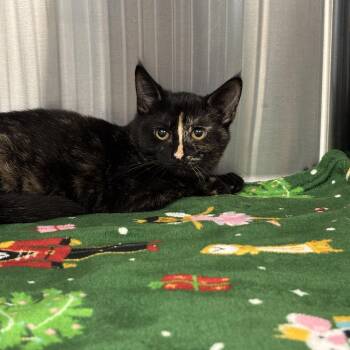 Raya -  Domestic Short Hair Cat for Adoption in Cleveland, Ohio - Raya | PetCurious