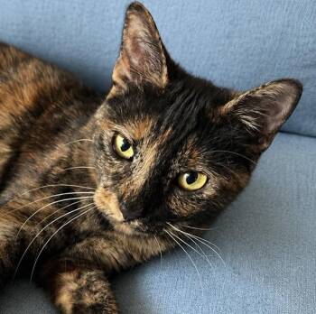 Mizo -  Domestic Short Hair Cat for Adoption in Houston, Texas - Mizo | PetCurious