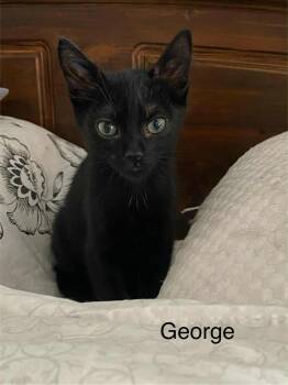 Rescue Domestic Short Hair Cats for Adoption in Abbotsford, British Columbia - George | PetCurious