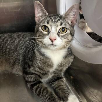 Jeez -  Domestic Short Hair Cat for Adoption in Lakeland, Florida - Jeez | PetCurious