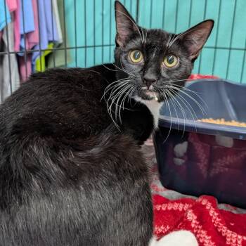 Thumper -  Domestic Short Hair Cat for Adoption in Jefferson City, Tennessee - Thumper | PetCurious