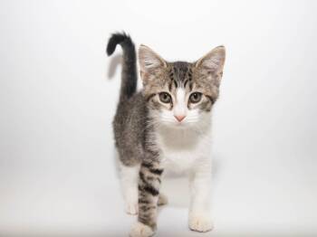 Moonstone -  Domestic Short Hair Cat for Adoption in Lansing, Kansas - Moonstone | PetCurious