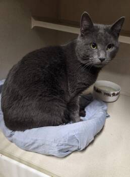 Russian Blue Cats Available for Adoption - Perogi | PetCurious