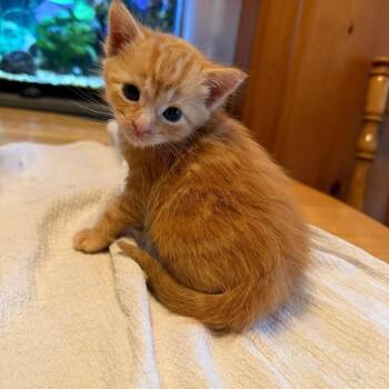 Samsonite (Suitcase JD Kitten 2) -  Domestic Short Hair Cat for Adoption in Westport, Connecticut - Samsonite (Suitcase JD Kitten 2) | PetCurious