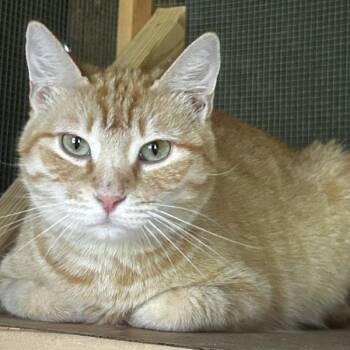 Domestic Short Hair Cats Available for Adoption in Concord, New Hampshire - Asha | PetCurious