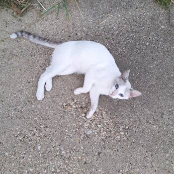 FOUND Cresco -  Domestic Short Hair Cat for Adoption in Rochester, Minnesota - FOUND Cresco | PetCurious