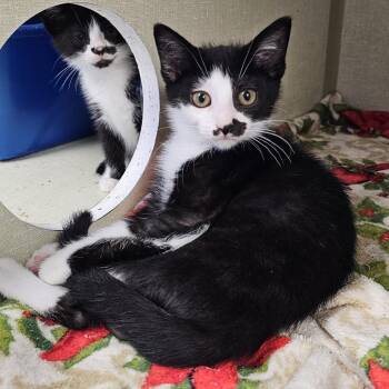 Ruby -  Domestic Short Hair Cat for Adoption in Monroe, Michigan - Ruby | PetCurious