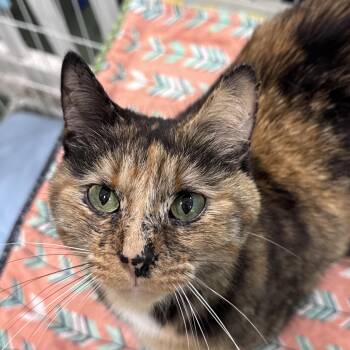 Fiona -  Domestic Short Hair Cat for Adoption in Mokena, Illinois - Fiona | PetCurious