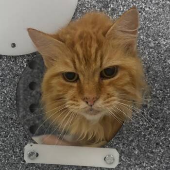 Peggy -  Domestic Long Hair Cat for Adoption in Dover, New Hampshire - Peggy | PetCurious
