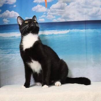 Tibia -  Domestic Short Hair Cat for Adoption in West Chester, Pennsylvania - Tibia | PetCurious