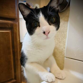 Sunnie -  Domestic Short Hair Cat for Adoption in Buffalo, New York - Sunnie | PetCurious