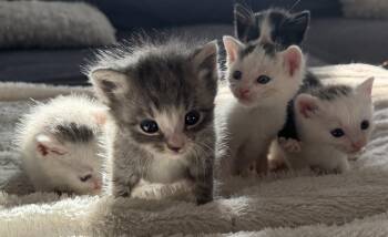 Meow, Rooftop Kittens -  American Shorthair Cat for Adoption in Rochester, New York - Meow, Rooftop Kittens | PetCurious