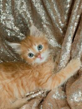 Domestic Short Hair Cats Available for Adoption in West Chester, Pennsylvania - Nacho Fry | PetCurious