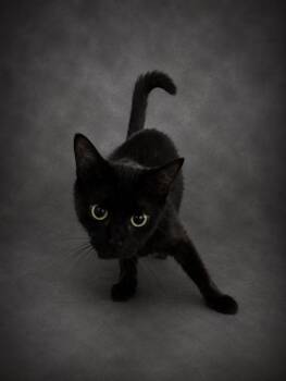 SABRINA -  Domestic Short Hair Cat for Adoption in Winter Haven, Florida - SABRINA | PetCurious