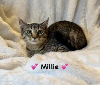 Millie -  Tabby Cat for Adoption in Copley, Ohio - Millie | PetCurious