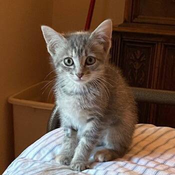 Ally -  Domestic Short Hair Cat for Adoption in Candler, North Carolina - Ally | PetCurious