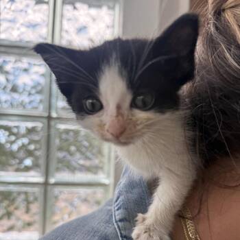 Peppy -  Domestic Short Hair Cat for Adoption in NEW PT RICHEY, Florida - Peppy | PetCurious