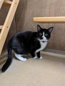 CLYDE -  Domestic Short Hair Cat Available for Adoption in St. Peters, Missouri - CLYDE | PetCurious