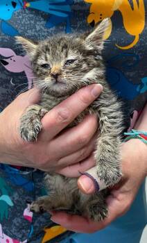 Betsy Ross -  Domestic Short Hair Cat for Adoption in Trenton, New Jersey - Betsy Ross | PetCurious