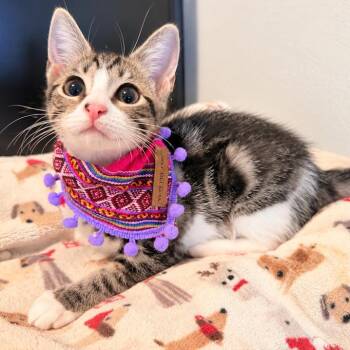 Coco -  Tabby Cat for Adoption in Coral Gables, Florida - Coco | PetCurious