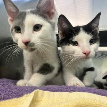 Stormie -  Domestic Short Hair Cat for Adoption in Dayton, Ohio - Stormie | PetCurious