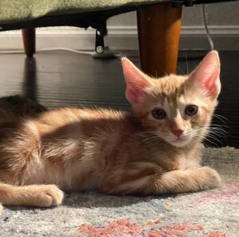 Domestic Short Hair Cats Available for Adoption in Riverside, California - Toku | PetCurious