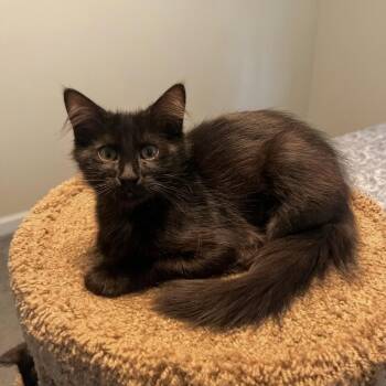 Bermuda -  Domestic Medium Hair Cat for Adoption in Richmond, Virginia - Bermuda | PetCurious