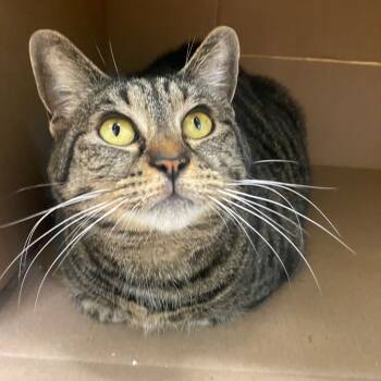 Rescue Domestic Short Hair Cats for Adoption in Fall River, Massachusetts - Snickerdoodle | PetCurious