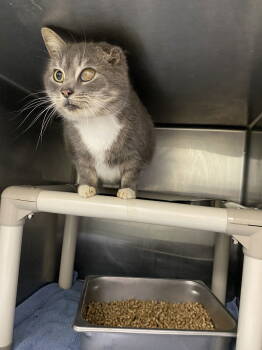 Rescue Domestic Short Hair Cats for Adoption in Rustburg, Virginia - Boots - At Shelter | PetCurious