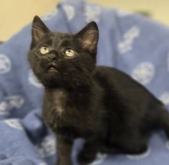 Rescue Domestic Short Hair Cats for Adoption in Yankton, South Dakota - Oliver | PetCurious