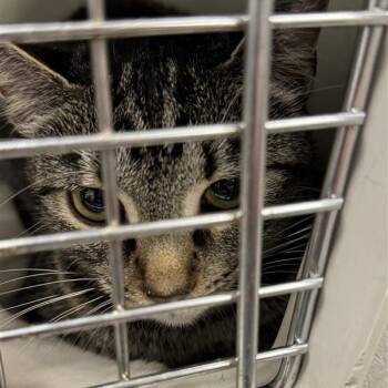 Aspen -  Domestic Short Hair Cat for Adoption in Bentonville, Arkansas - Aspen | PetCurious