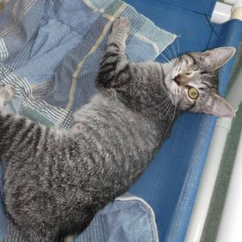 Rescue Tabby Cats for Adoption in Hoquiam, Washington - Holly - Sweet One-Eyed Gal | PetCurious