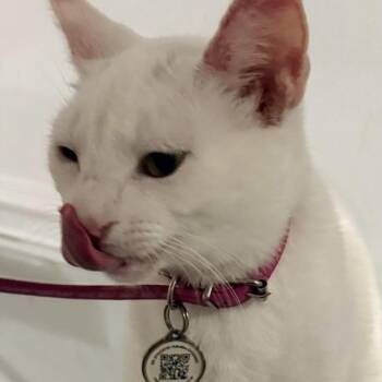 Bella Giornata -  Domestic Short Hair Cat for Adoption in Liverpool, Texas - Bella Giornata | PetCurious