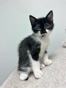 Domestic Short Hair Cats Available for Adoption in Winnipeg, Manitoba - Polka | PetCurious