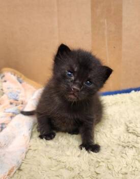 Ronan -  Domestic Short Hair Cat for Adoption in Fort Worth, Texas - Ronan | PetCurious