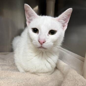 Flower -  Domestic Short Hair Cat for Adoption in Indianapolis, Indiana - Flower | PetCurious