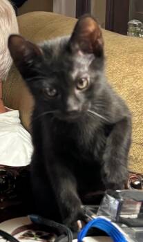 Virgil -  Domestic Short Hair Cat for Adoption in San Antonio, Texas - Virgil | PetCurious