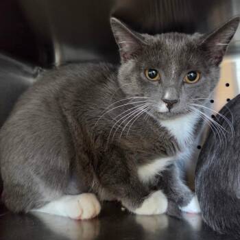 Beetle -  Domestic Short Hair Cat for Adoption in Asheville, North Carolina - Beetle | PetCurious