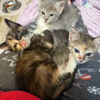 Dani -  Domestic Short Hair Cat for Adoption in Houston, Texas - Dani | PetCurious