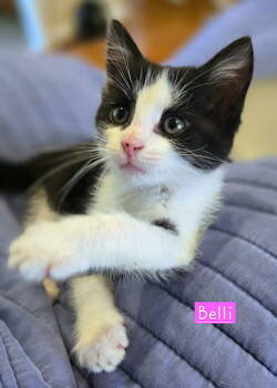 Rescue Domestic Short Hair Cats for Adoption in Albemarle, North Carolina - Belli | PetCurious