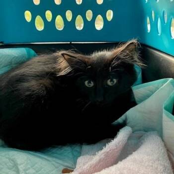 Loki - Chow Hound Northland -  Domestic Long Hair Cat for Adoption in Grand Rapids, Michigan - Loki - Chow Hound Northland | PetCurious